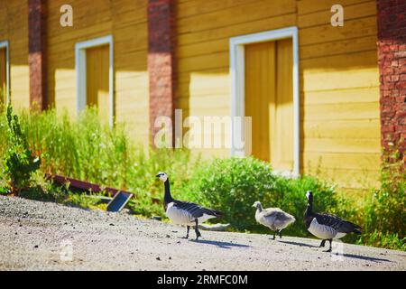 Famille d'oies du Canada à Suomenlinna, Helsinki, Finlande Banque D'Images