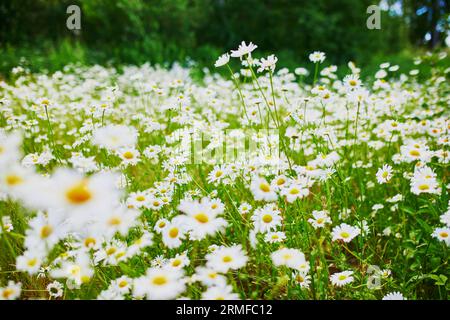 Belle scène de la nature avec des chamomilles fleuries. Fleurs des champs d'été. Fond d'été Banque D'Images