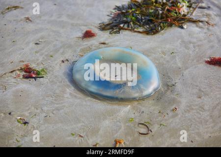 Énorme méduse morte sur la plage de sable à marée basse Banque D'Images