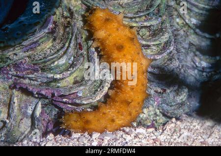 Concombre de mer de Californie (Apostichopus californicus), juvénile. Aquariumphoto. Banque D'Images