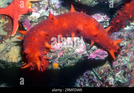Concombre de mer de Californie (Apostichopus californicus). Aquariumphoto. Banque D'Images