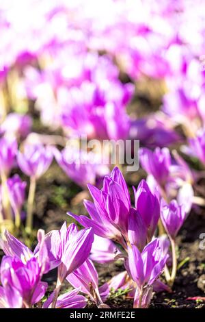 Beaucoup de crocus roses dans floweLots de crocus roses dans le lit de fleurs sous le soleil. Flou artistique. Mise au point sélective. Fond flou ensoleillé. Format vertical. C Banque D'Images