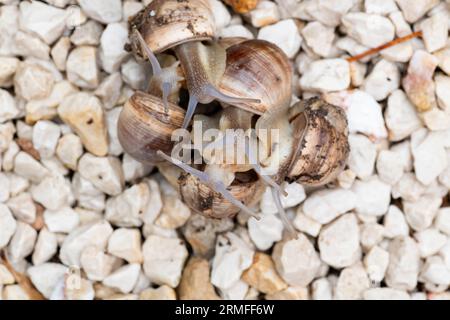 Escargots de jardin attachés les uns aux autres et accrochés les uns aux autres en groupes sous une pluie légère, accouplement des escargots terrestres, Sud de la France Banque D'Images