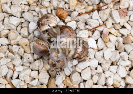 Escargots terrestres attachés les uns aux autres et accrochés les uns aux autres en groupes sous une pluie légère, accouplement des escargots de jardin, Sud de la France Banque D'Images