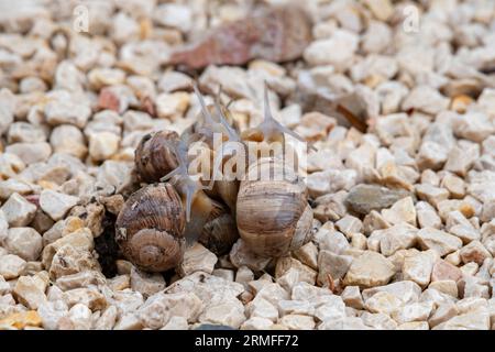 Escargots de jardin attachés les uns aux autres et accrochés les uns aux autres en groupes sous une pluie légère, accouplement des escargots terrestres, Sud de la France Banque D'Images