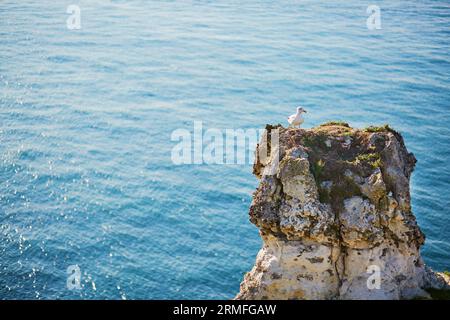 Mouette debout sur un rocher à Etretat, Normandie, France Banque D'Images