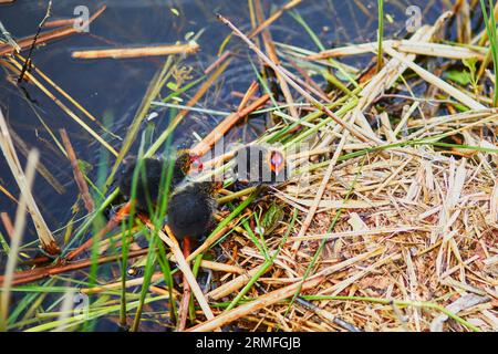 Mère eurasienne fourrager ses oiseaux dans la rivière ou l'étang. Nature des pays-Bas Banque D'Images