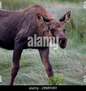 Moose Cow à la rivière Knik, Alaska Banque D'Images