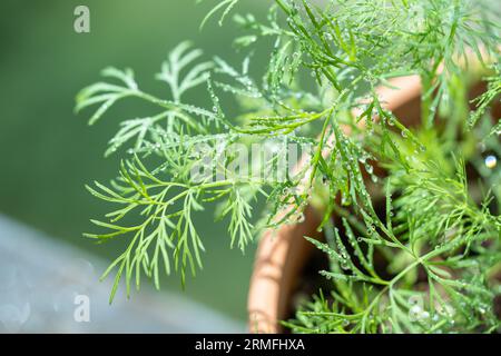 Herbes biologiques poussant à la maison. Aneth vert frais poussant dans un pot d'argile sur le balcon. Cultivez des semis Banque D'Images