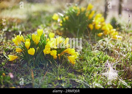 Fleurs de Crocus jaune vif dans l'herbe Banque D'Images