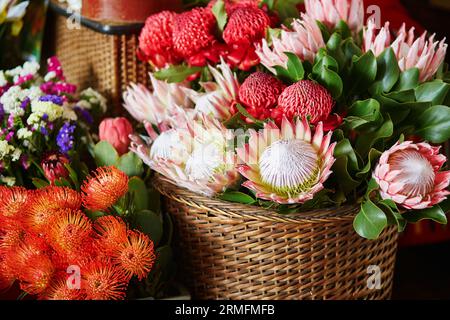 Belles fleurs de protea au célèbre marché Mercado dos Lavradores à Funchal, île de Madère, Portugal Banque D'Images