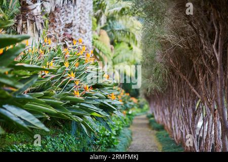 Strelitzia reginae ou oiseau de paradis fleurs sur l'île de Madère, Portugal Banque D'Images