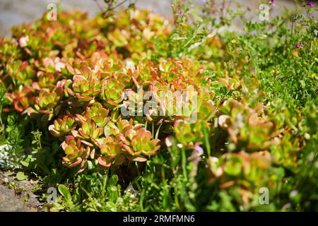 Succulentes poussant sur des rochers sur l'île de Madère, Portugal Banque D'Images