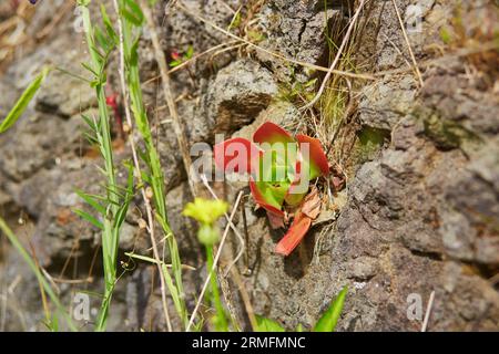 Succulentes poussant sur des rochers sur l'île de Madère, Portugal Banque D'Images