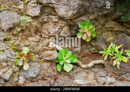 Succulentes poussant sur des rochers sur l'île de Madère, Portugal Banque D'Images