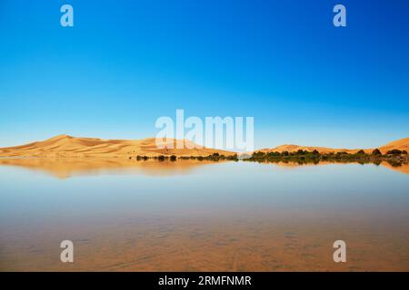 Lac oasis dans le désert du Sahara, Merzouga, Maroc, Afrique Banque D'Images