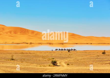 Lac oasis dans le désert du Sahara, Merzouga, Maroc, Afrique Banque D'Images