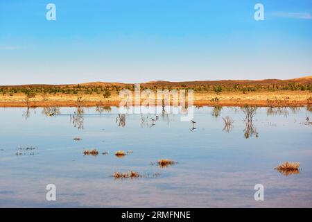 Oiseaux dans le lac d'oasis dans le désert du Sahara, Merzouga, Maroc, Afrique Banque D'Images