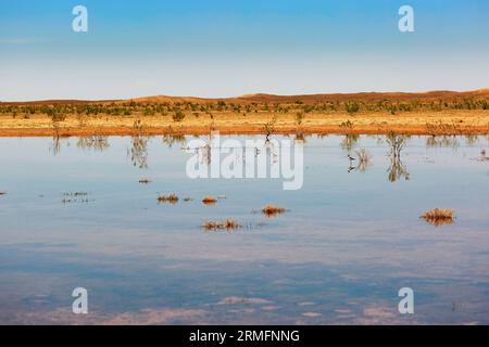 Oiseaux dans le lac d'oasis dans le désert du Sahara, Merzouga, Maroc, Afrique Banque D'Images