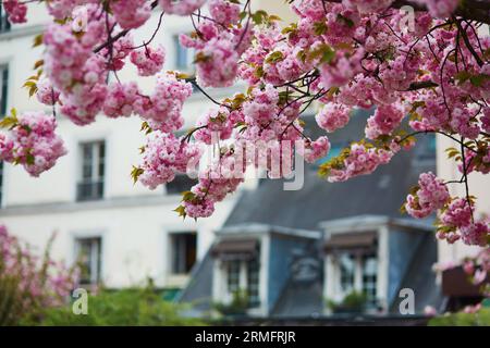 Bâtiment typiquement parisien avec des mansardes et de beaux cerisiers en fleurs en pleine floraison. Concept printemps en France Banque D'Images