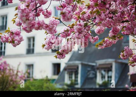 Bâtiment typiquement parisien avec des mansardes et de beaux cerisiers en fleurs en pleine floraison. Concept printemps en France Banque D'Images