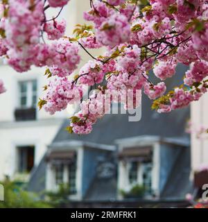 Bâtiment typiquement parisien avec des mansardes et de beaux cerisiers en fleurs en pleine floraison. Concept printemps en France Banque D'Images