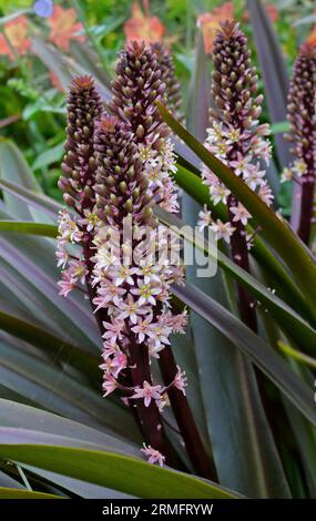 Eucomis comosa Sparkling Burgundy (fleur d'ananas) Banque D'Images