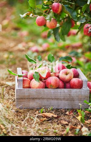 Pommes biologiques mûres rouges dans la caisse en bois dans le verger ou à la ferme, la forme de coeur est coupée sur la pomme d'apne Banque D'Images