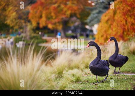 Deux cygnes noirs dans le parc Montsouris, Paris, France un jour d'automne Banque D'Images