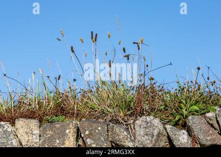Herbes sauvages poussant au sommet d'un mur de pierre, avec un ciel bleu derrière Banque D'Images