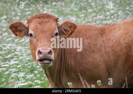 Coup de tête d'une vache brune, regardant la caméra avec sa langue sortie. La tête est couverte de mouches. Fond de fleurs blanches, flou. Banque D'Images