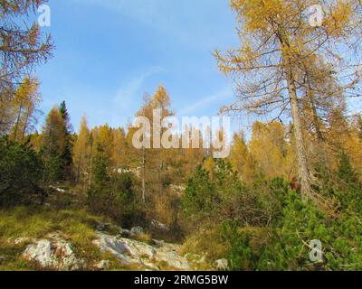 Paysage couvert de mélèzes dorés colorés en automne avec des pins rampants qui poussent au milieu dans le parc national du Triglav et les alpes juliennes en Slovénie Banque D'Images