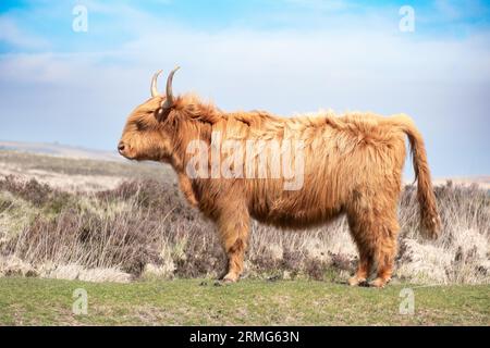 Scottish Highland Cow - profil latéral, Dartmoor, Angleterre Banque D'Images