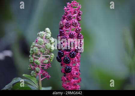 Phytolacca americana pousse dans le jardin. Laconos ou herbe grasse, lierre juif, lentille, pokeberry. Gros plan sur les baies mûrissant violet foncé profond. Toxique Banque D'Images