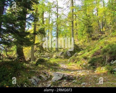 Forêt de mélèzes européenne dans les couleurs jaune et vert du début de l'automne au-dessus de Lipanca dans le parc national du Triglav, Slovénie Banque D'Images