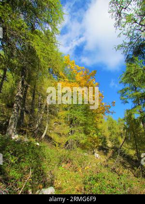 Forêt de mélèzes européenne au-dessus de Lipanca dans le parc national du Triglav, Slovénie avec des érables sycomores au feuillage d'automne jaune Banque D'Images