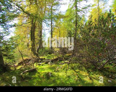 Forêt de mélèzes européenne dans les couleurs jaune et vert du début de l'automne au-dessus de Lipanca dans le parc national du Triglav et les alpes juliennes, Slovénie Banque D'Images