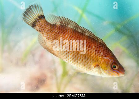 femme rock cuisinier wrasse gros plan Banque D'Images