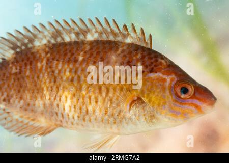 femme rock cuisinier wrasse gros plan Banque D'Images