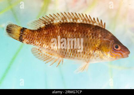 femme rock cuisinier wrasse gros plan Banque D'Images