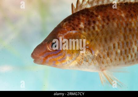 femme rock cuisinier wrasse gros plan Banque D'Images