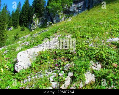 Prairie couvrant une pente raide au-dessus de Planina Jezoro dans le parc national du Triglav et les alpes juliennes, Slovénie avec du cyclamen violet rose (cyclamen purpurascens Banque D'Images