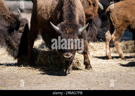 Un groupe de bisons américains paissant sur du foin dans un environnement désertique aride Banque D'Images