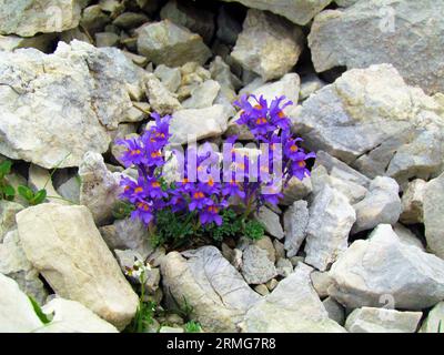 Groupe de fleurs violettes de lin alpine (Linaria alpina) poussant sur les rochers dans le parc national du Triglav et les alpes juliennes, Slovénie Banque D'Images