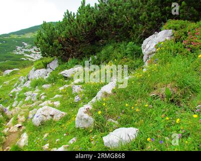 Prairie alpine couverte de roche pleine de rose alpine jaune à floraison (Helianthemum alpestre) et d'autres fleurs sauvages violettes et blanches dans Kamnik-Savinja A. Banque D'Images