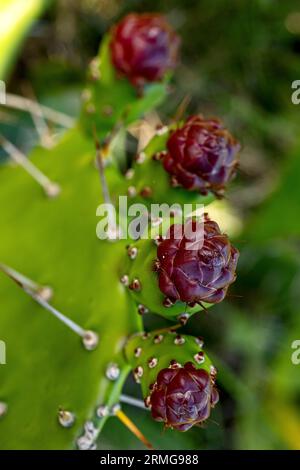Biodiversité des jardins botaniques de la Réunion Océan Indien Banque D'Images