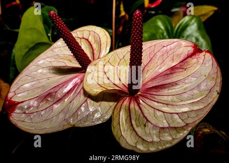 Biodiversité des jardins botaniques de la Réunion Océan Indien Banque D'Images