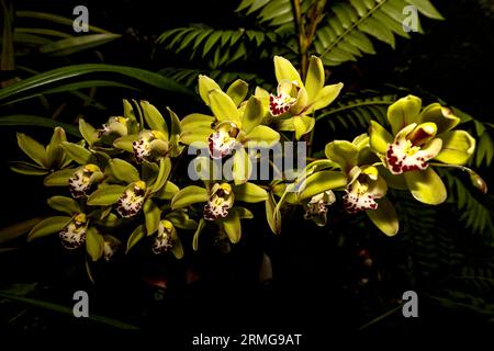 Biodiversité des jardins botaniques de la Réunion Océan Indien Banque D'Images