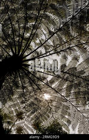 Biodiversité des jardins botaniques de la Réunion Océan Indien Banque D'Images