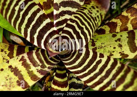 Biodiversité des jardins botaniques de la Réunion Océan Indien Banque D'Images